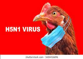 Grippe aviaire – Aggravation de la situation